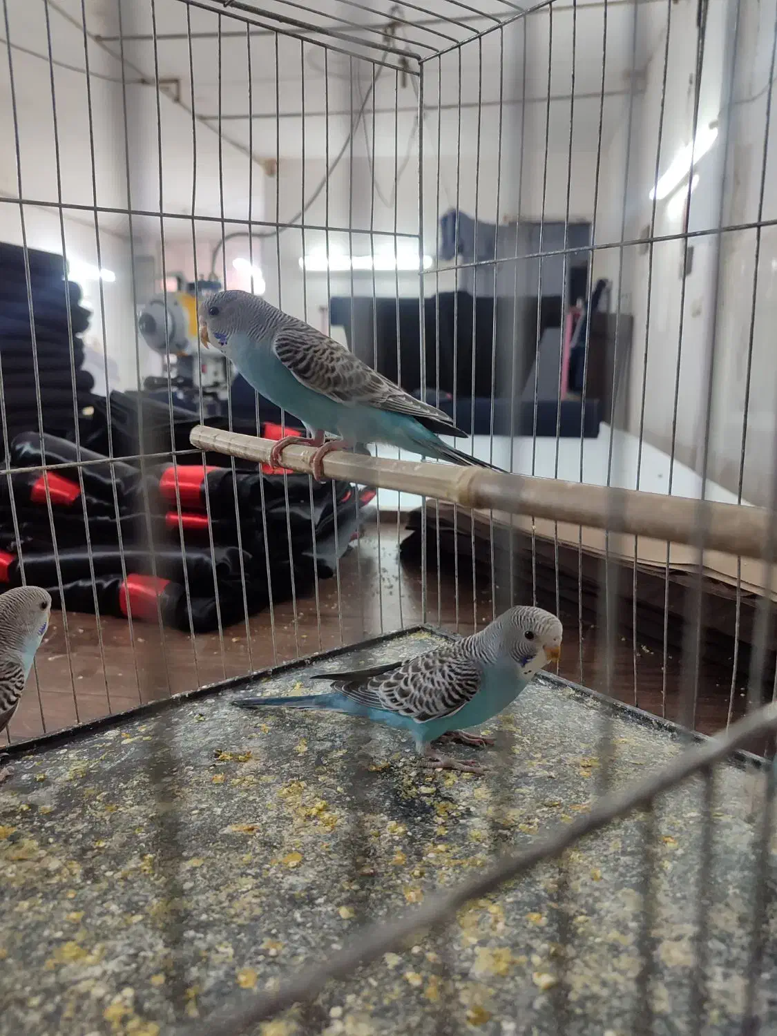 مرغ عشق|پرنده|پاکدشت, پاکدشت (مامازند)|دیوار