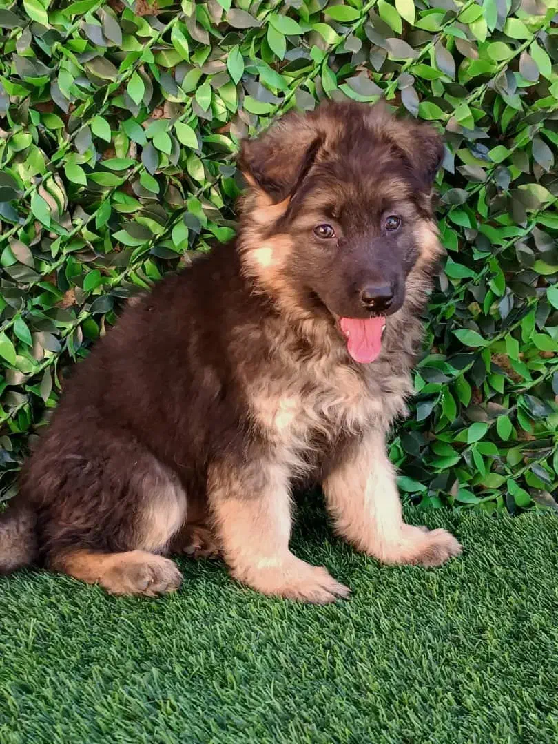 توله ژرمن شولاین موکلاسیک|سگ|تهران, توحید|دیوار