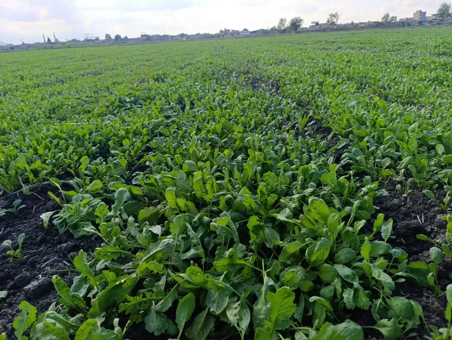 سبز خوردن|خوردنی و آشامیدنی|خان ببین, |دیوار