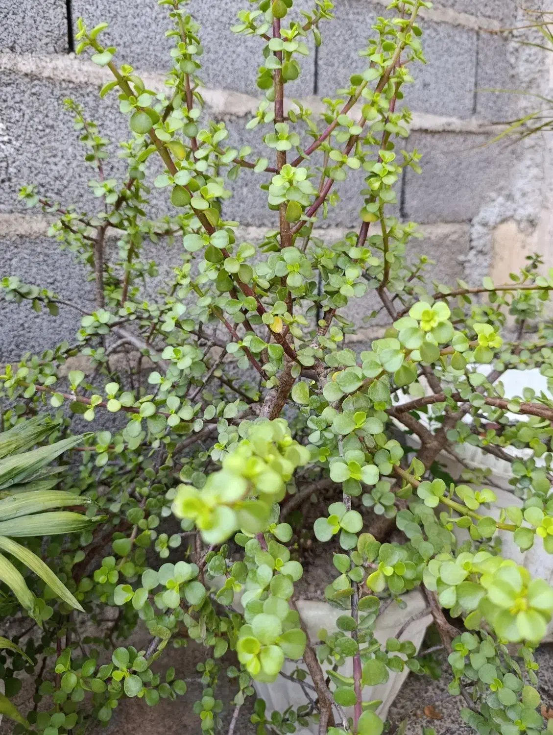 گل کراسولا|گل و گیاه طبیعی|رشت, حومه رشت|دیوار