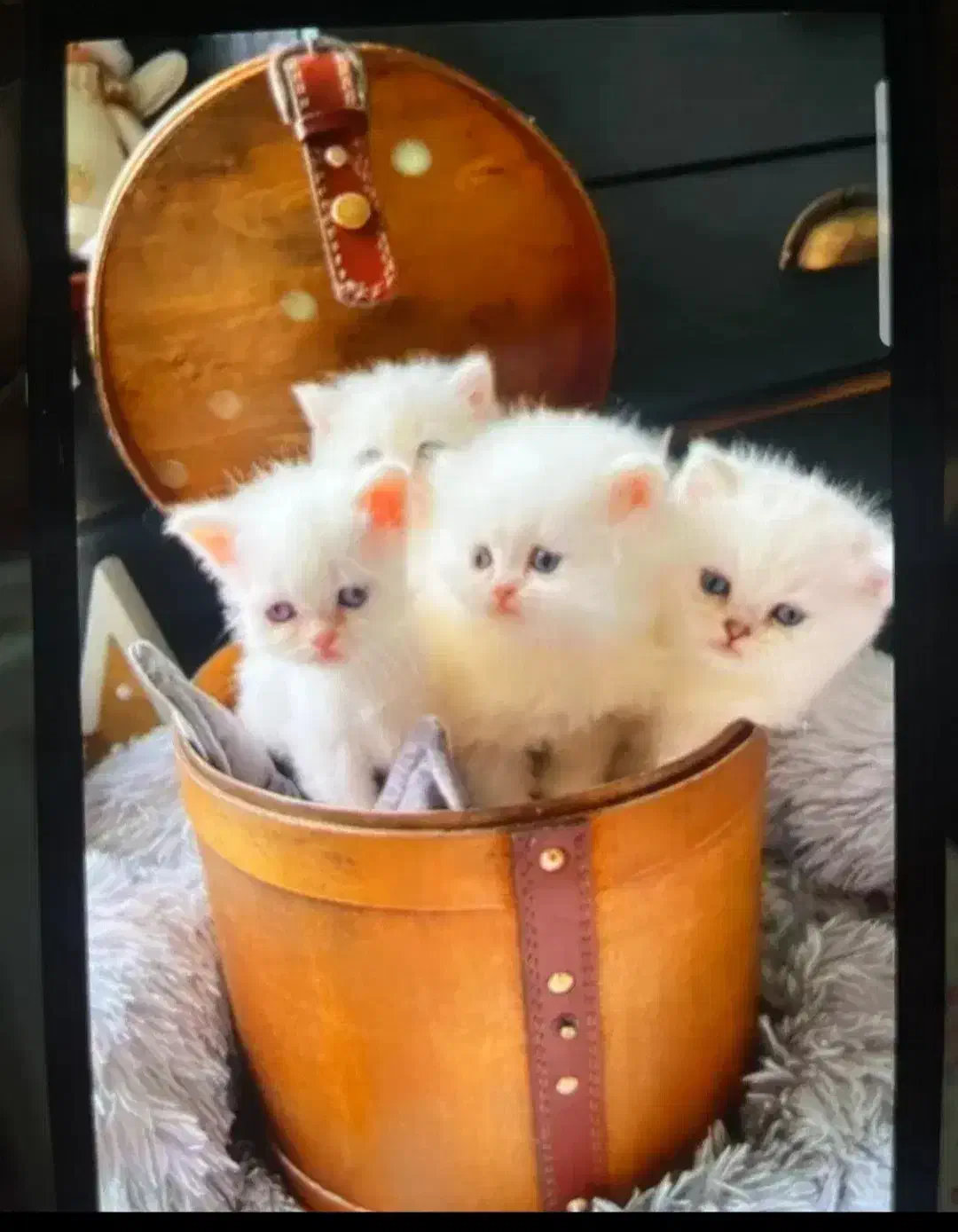 غذای تر خانگی برای گربه و سگ|لوازم جانبی حیوانات|قزوین, |دیوار