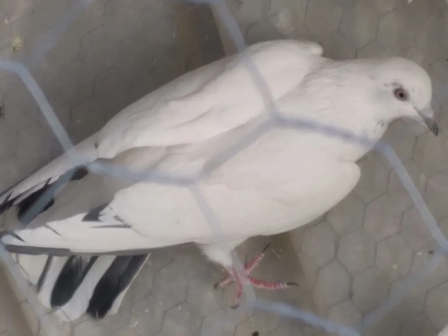 ماده پرشی ساعتی|پرنده|مهریز, |دیوار