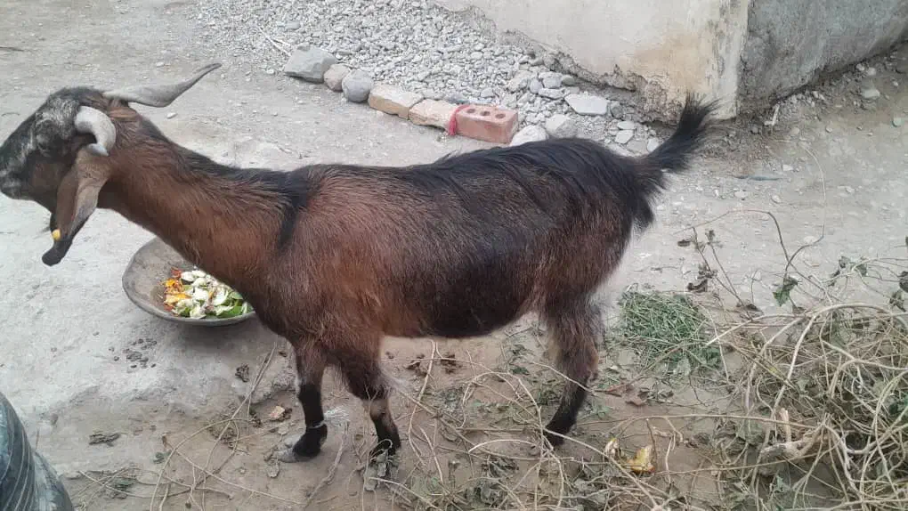 دو عدد بز|حیوانات مزرعه|ایرانشهر, |دیوار