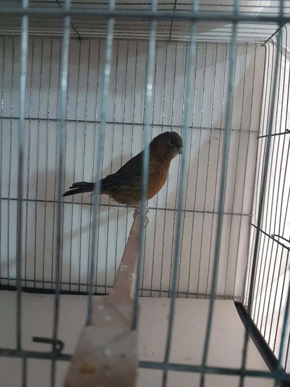 قناری نروماده سرخ|پرنده|تهران, جیحون|دیوار