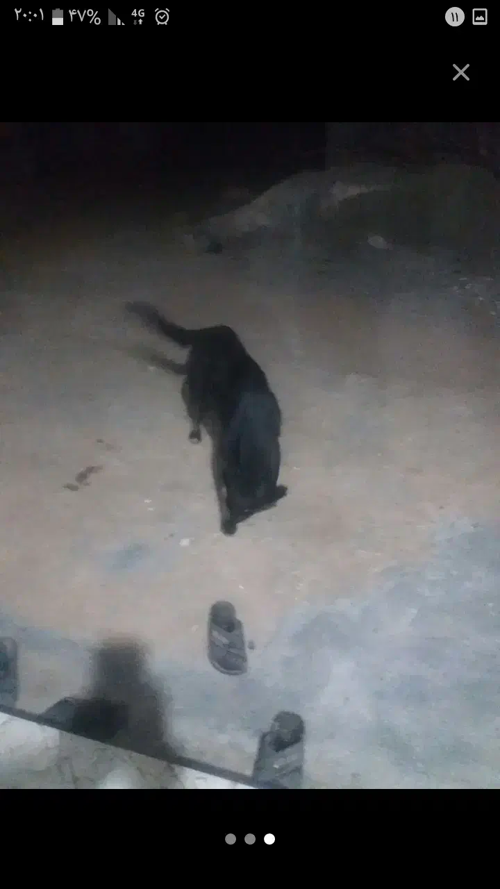 سگ گله ای فروش فوری|سگ|لردگان, |دیوار