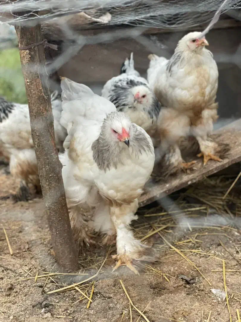 برهما اصیل|حیوانات مزرعه|ماسال, |دیوار