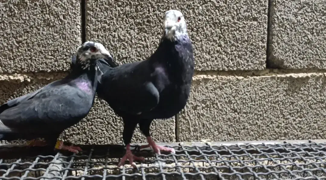 کفتر بزک کله فشنگی|پرنده|جویم, |دیوار