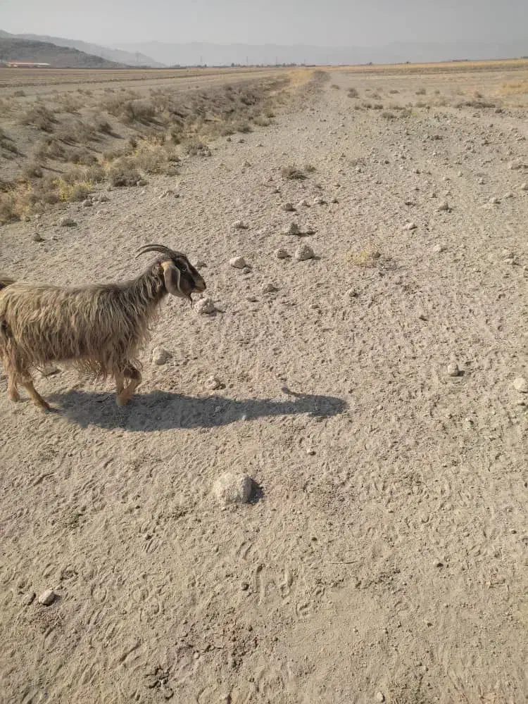 فروش یک عدد بز هم داشتی هم کشتی|حیوانات مزرعه|مرودشت, رامجرد یک|دیوار