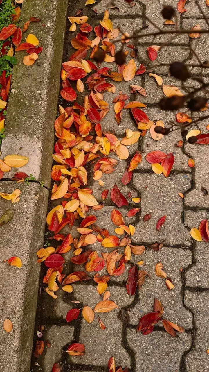 مربی|استخدام آموزشی|زابل, |دیوار