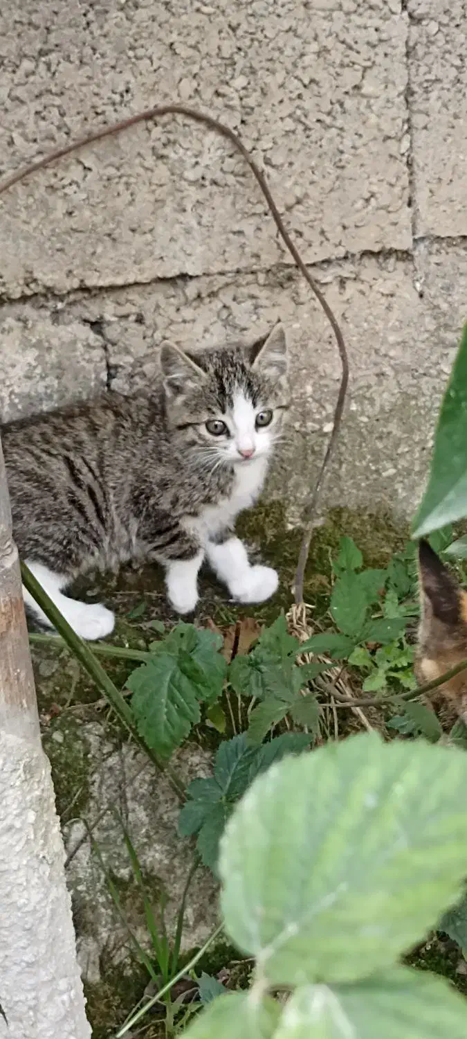 واگزاری رایگان  گربه|گربه|بابل, |دیوار