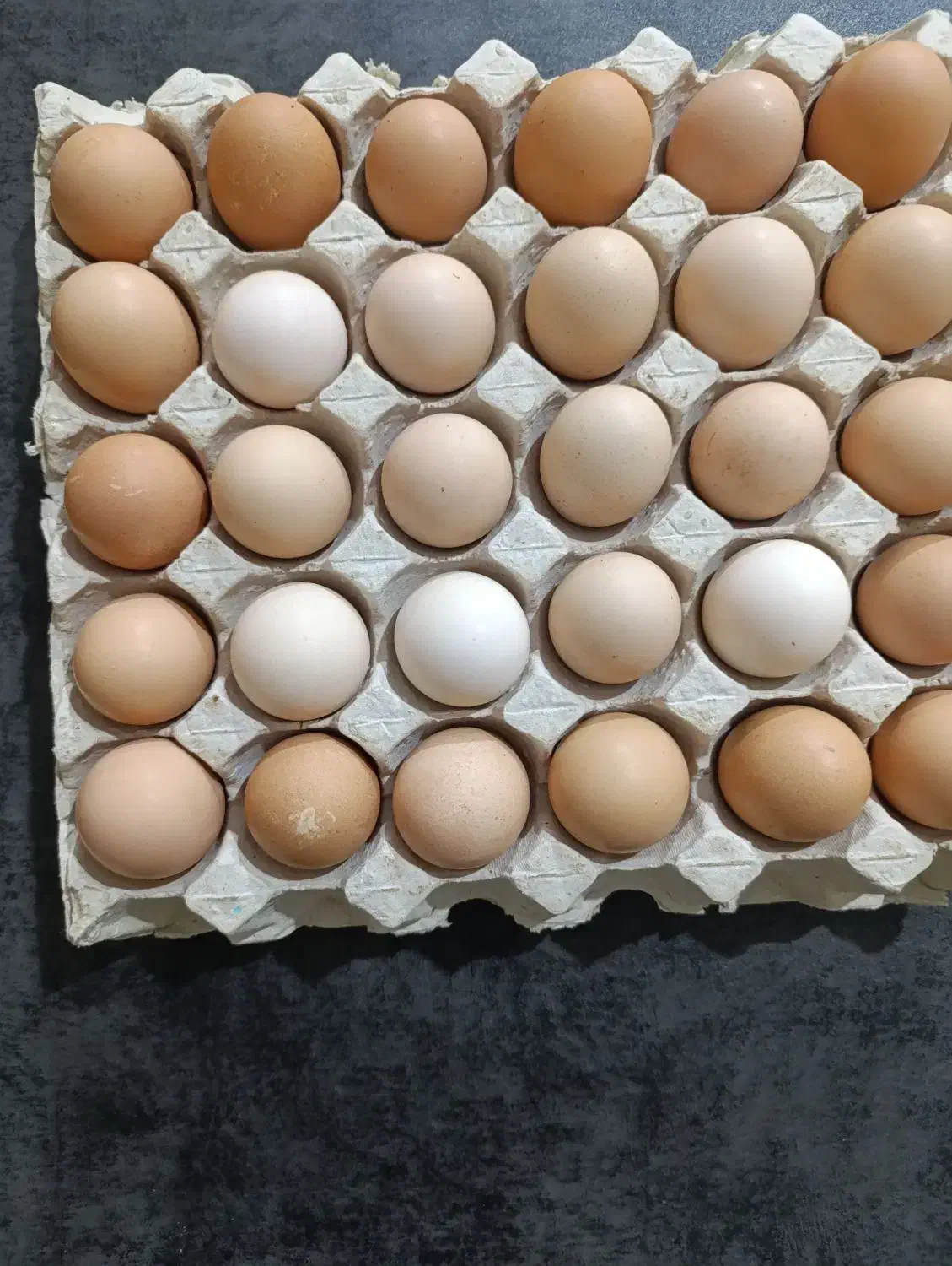 تخم‌مرغ رسمی|حیوانات مزرعه|ماهدشت, |دیوار