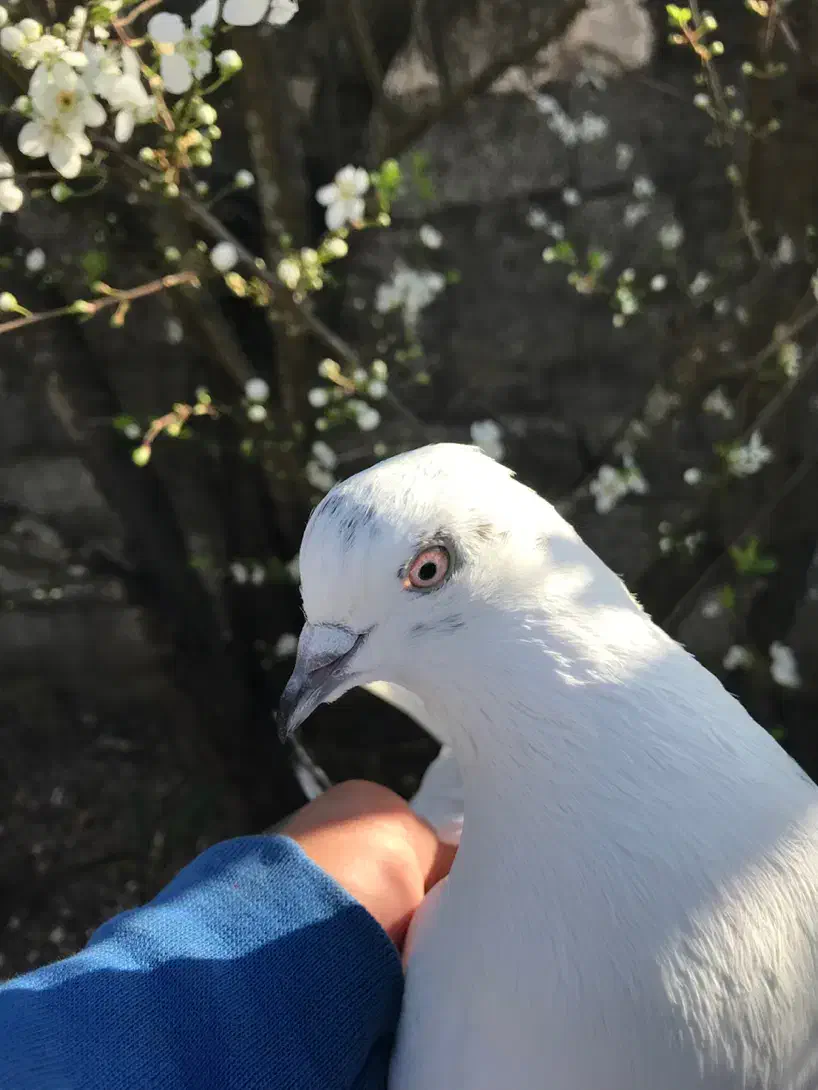 یک عدد کبوتر|پرنده|رشت, استقامت ۱|دیوار