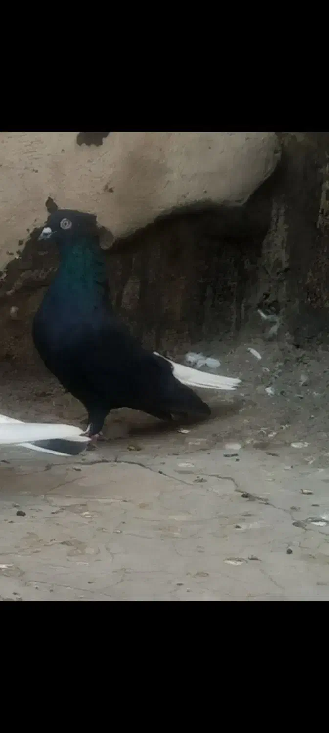 کفتر رنگی|پرنده|تهران, مسعودیه|دیوار