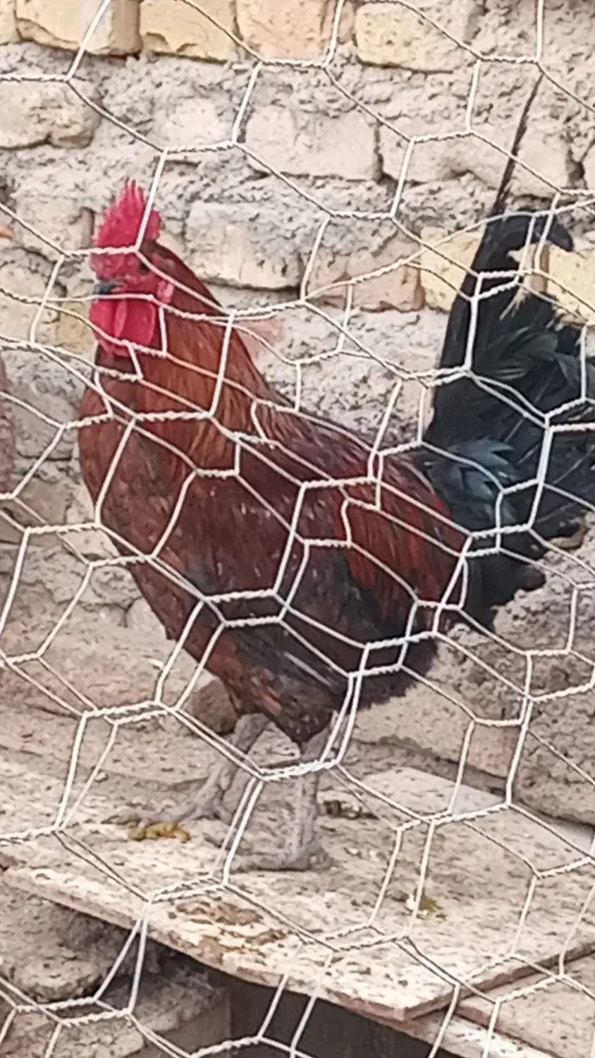 خروس|حیوانات مزرعه|جوادآباد, |دیوار