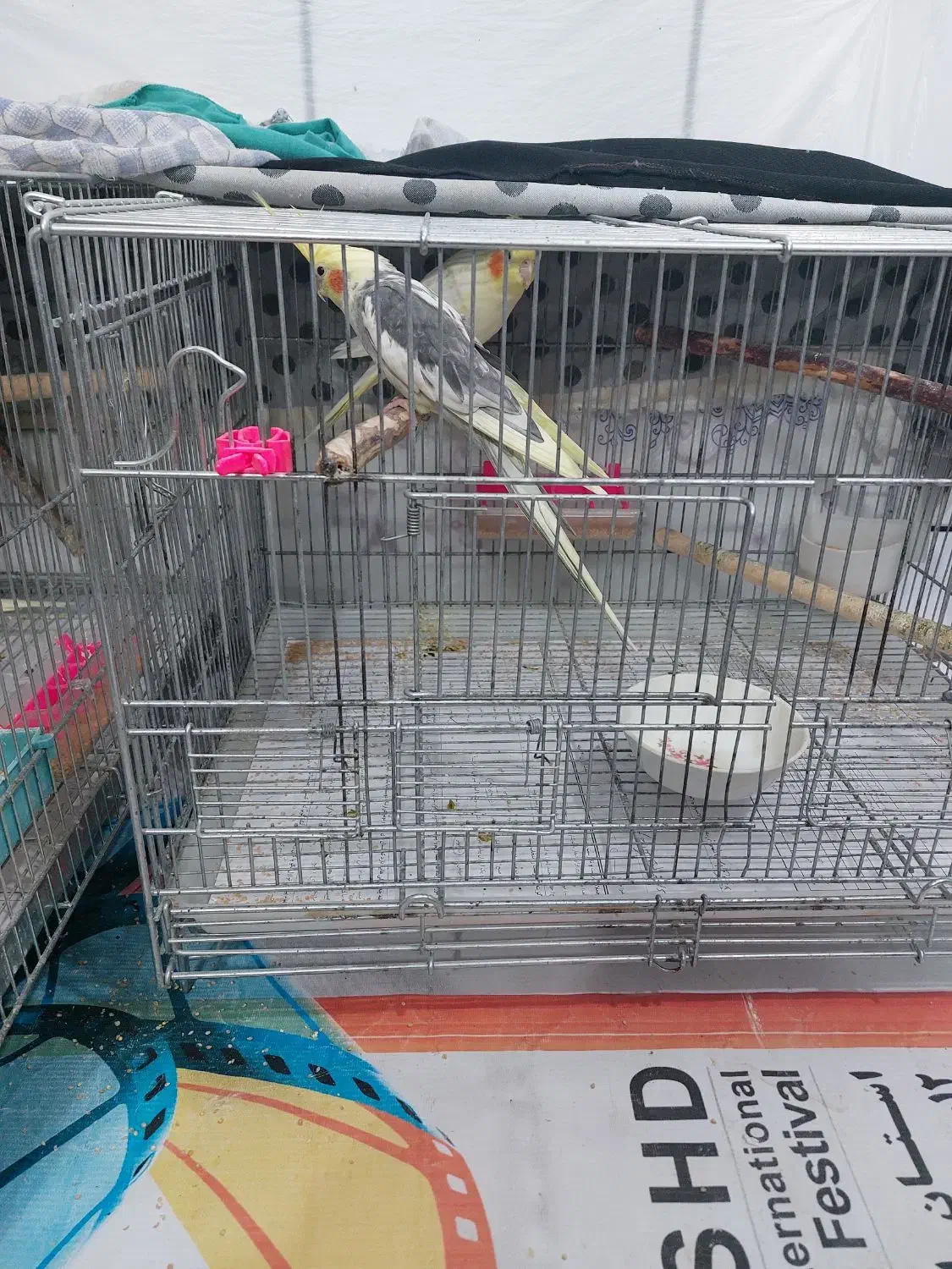 دو جفت عروس هلندی|پرنده|مبارکه, |دیوار