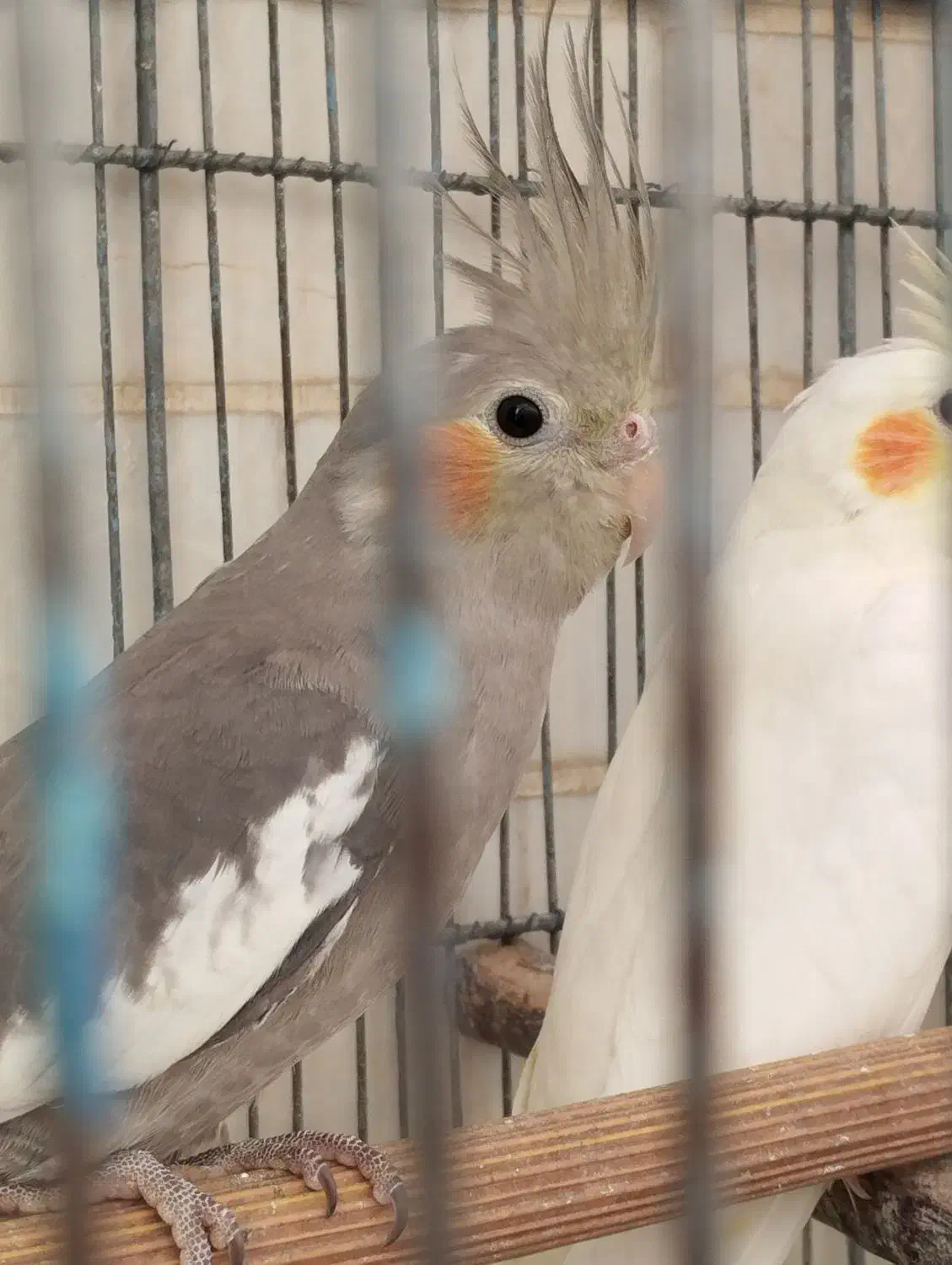 عروس هلندی مولد و سالم|پرنده|قم, قلعه عموحسین|دیوار