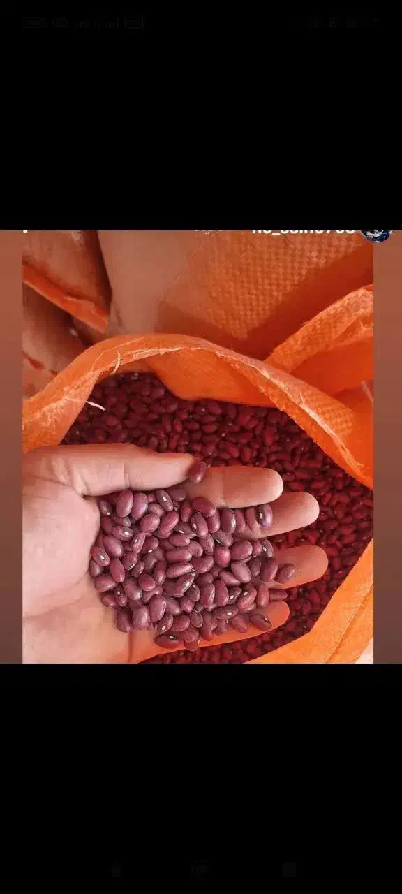 حبوبات|عمده‌فروشی|باغ حلی, |دیوار