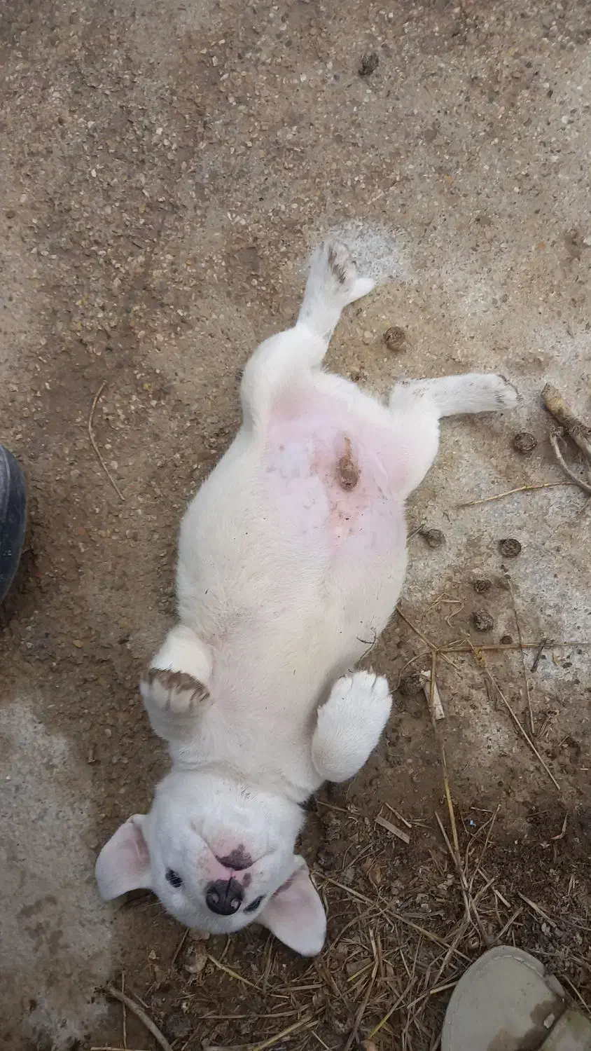 سگ پاکوتاه|سگ|گنبد کاووس, |دیوار