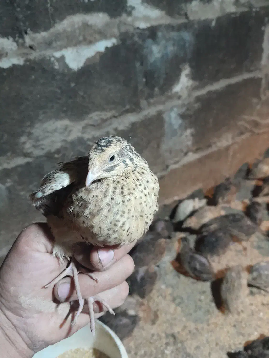 بلدرچین|موش و خرگوش|نیشابور, میدون بار|دیوار