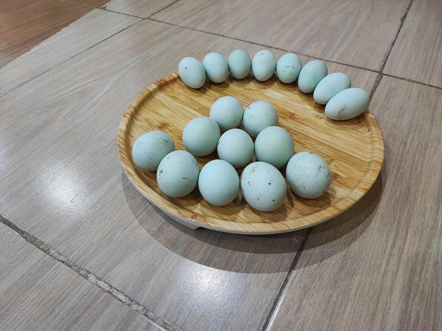 تخم مرغ نژاد امرکانا و لاکنزی نطفه دار|حیوانات مزرعه|مریوان, |دیوار