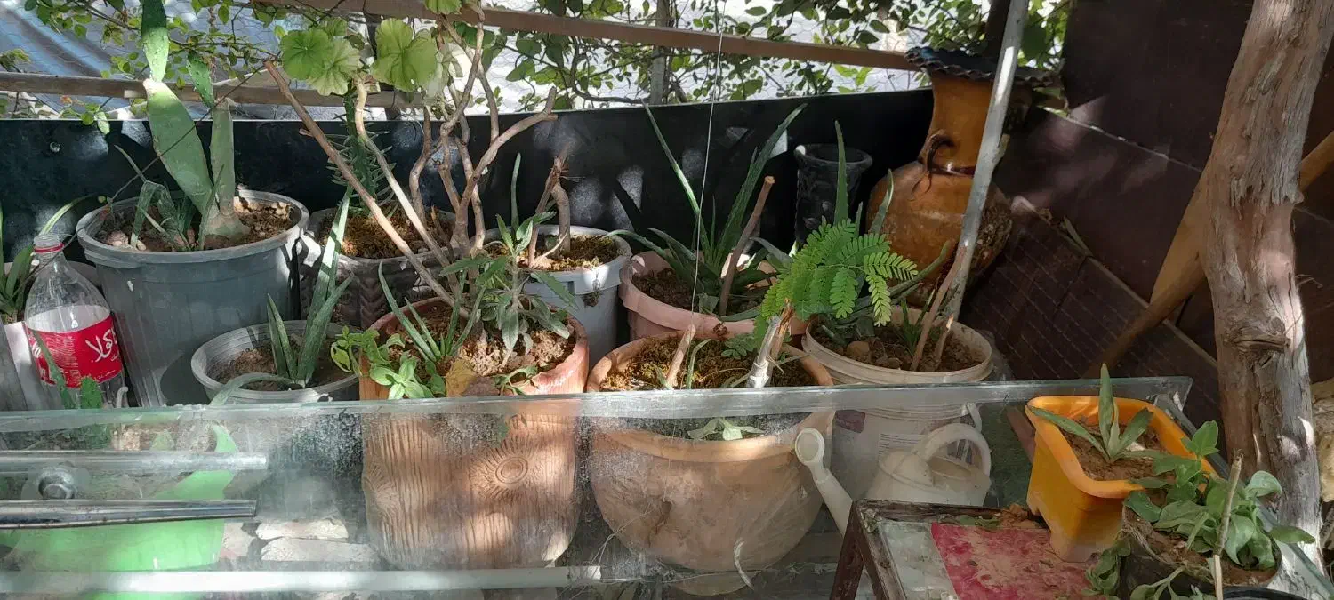 تعدادی گل باقیمت مناسب|گل و گیاه طبیعی|اسلامشهر, مسکن مهر اسلاشهر (شهرک امام خمینی)|دیوار