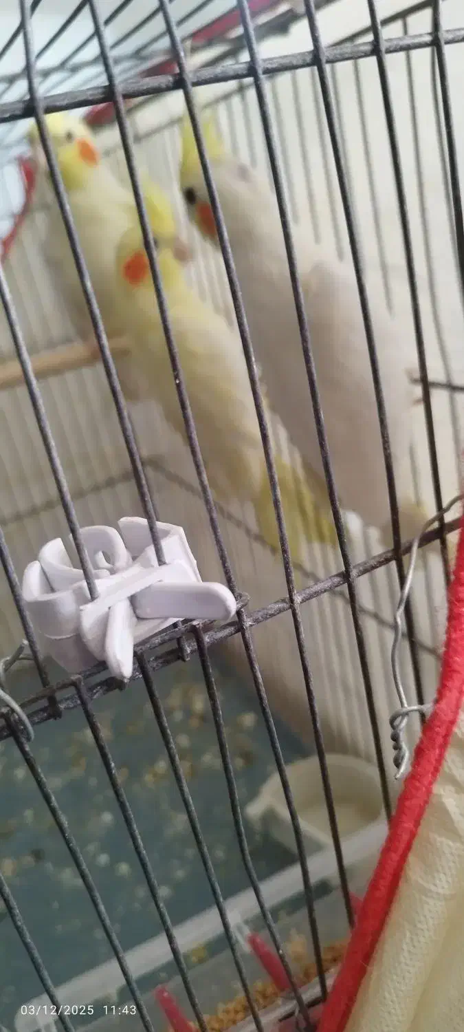 عروس هلندی لوتینو|پرنده|کرمان, |دیوار