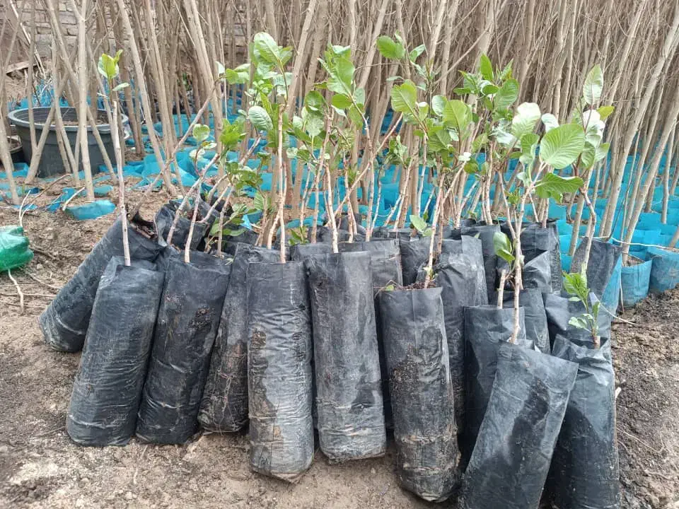 انواع نهال میوه بادام پسته گردو پیوندی و کشت بافت|خدمات باغبانی و درختکاری|نیشابور, دارایی|دیوار