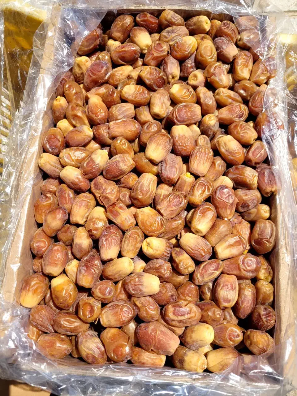 خرمازاهدی شیراز|خدمات باغبانی و درختکاری|زاهدان, |دیوار