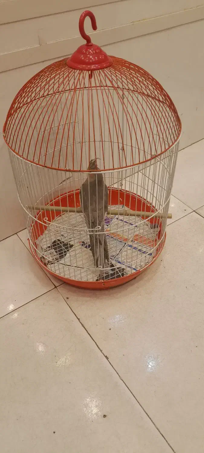 طوطی عروس باقفس|پرنده|رشت, سعدی (تختی)|دیوار