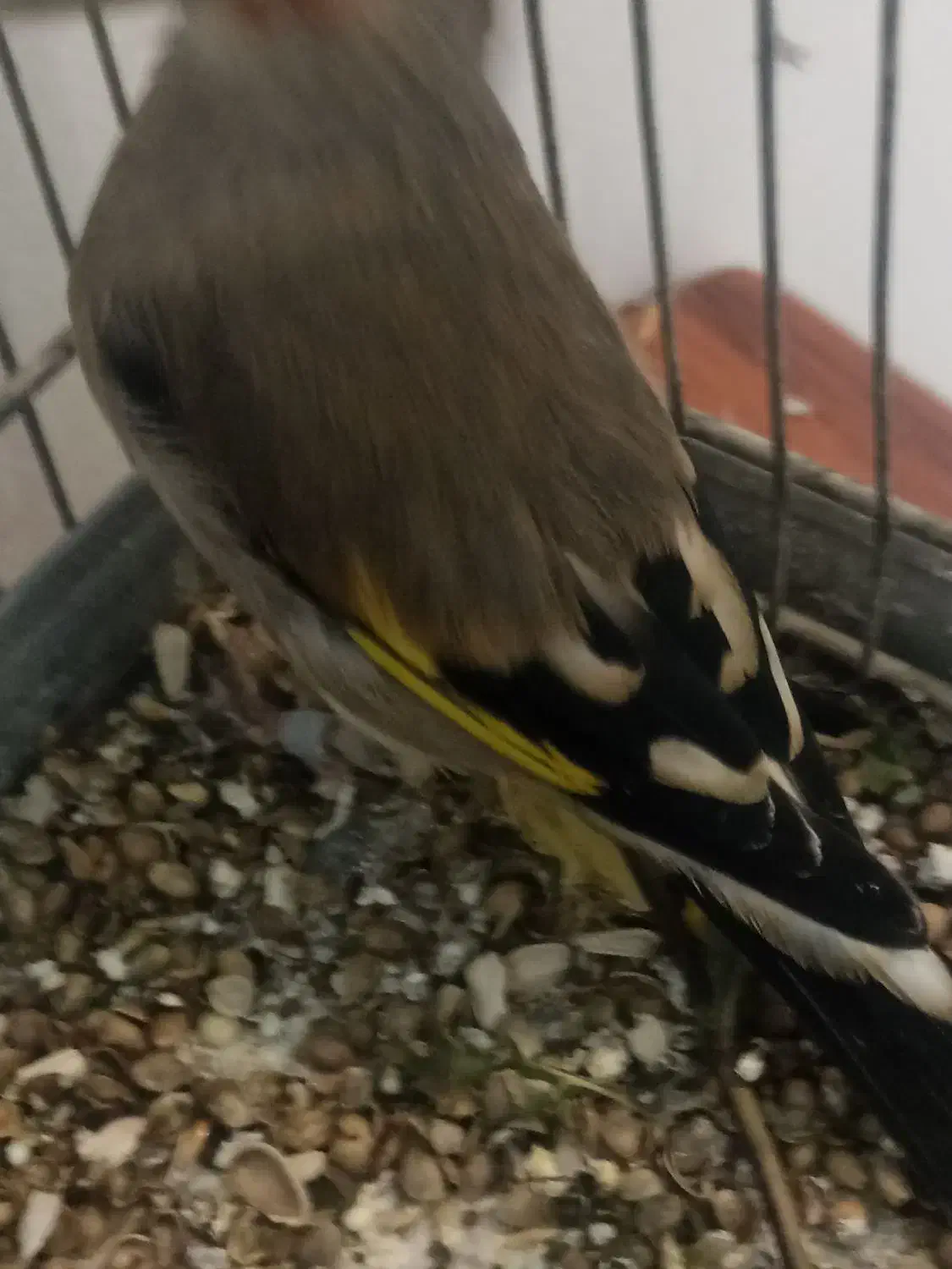 سره|پرنده|مشهد, طبرسی شمالی|دیوار