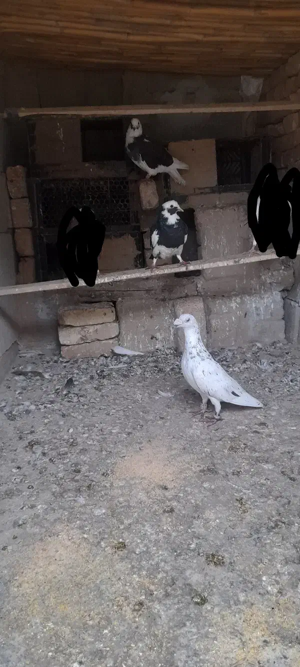 کبوتر|پرنده|فراغی, |دیوار