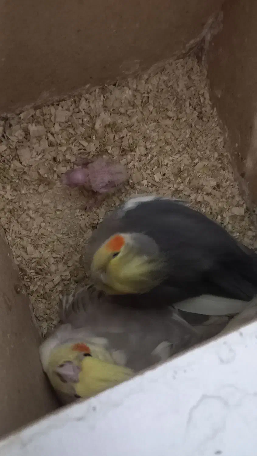 عروس هلندی نر و ماده|پرنده|اهواز, کوی طلاب|دیوار