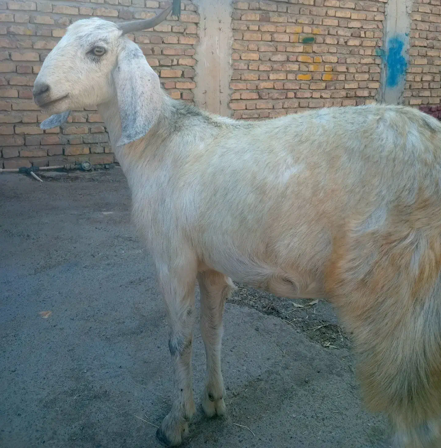 کاوربره ماده وگیسه بسیارچاق وسرحال|حیوانات مزرعه|جیرفت, |دیوار