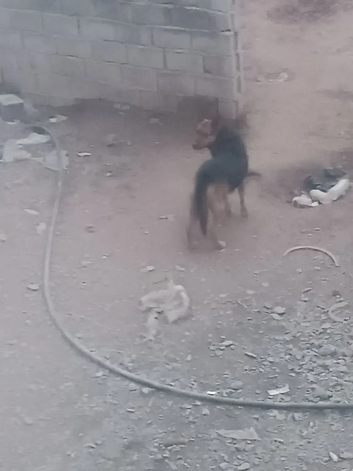 سگ گرگی ماده|سگ|نیشابور, بکاول|دیوار