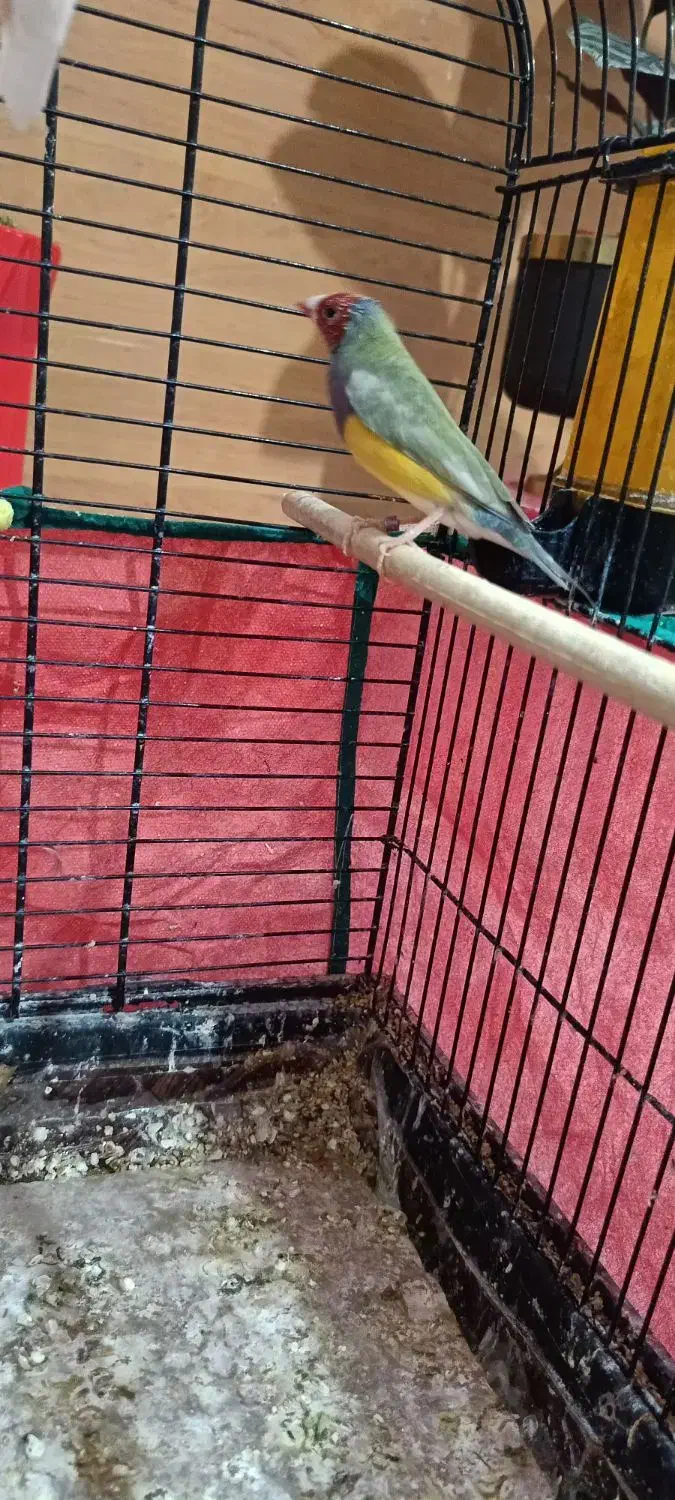 فنچ گلدین|پرنده|تهران, فدک|دیوار