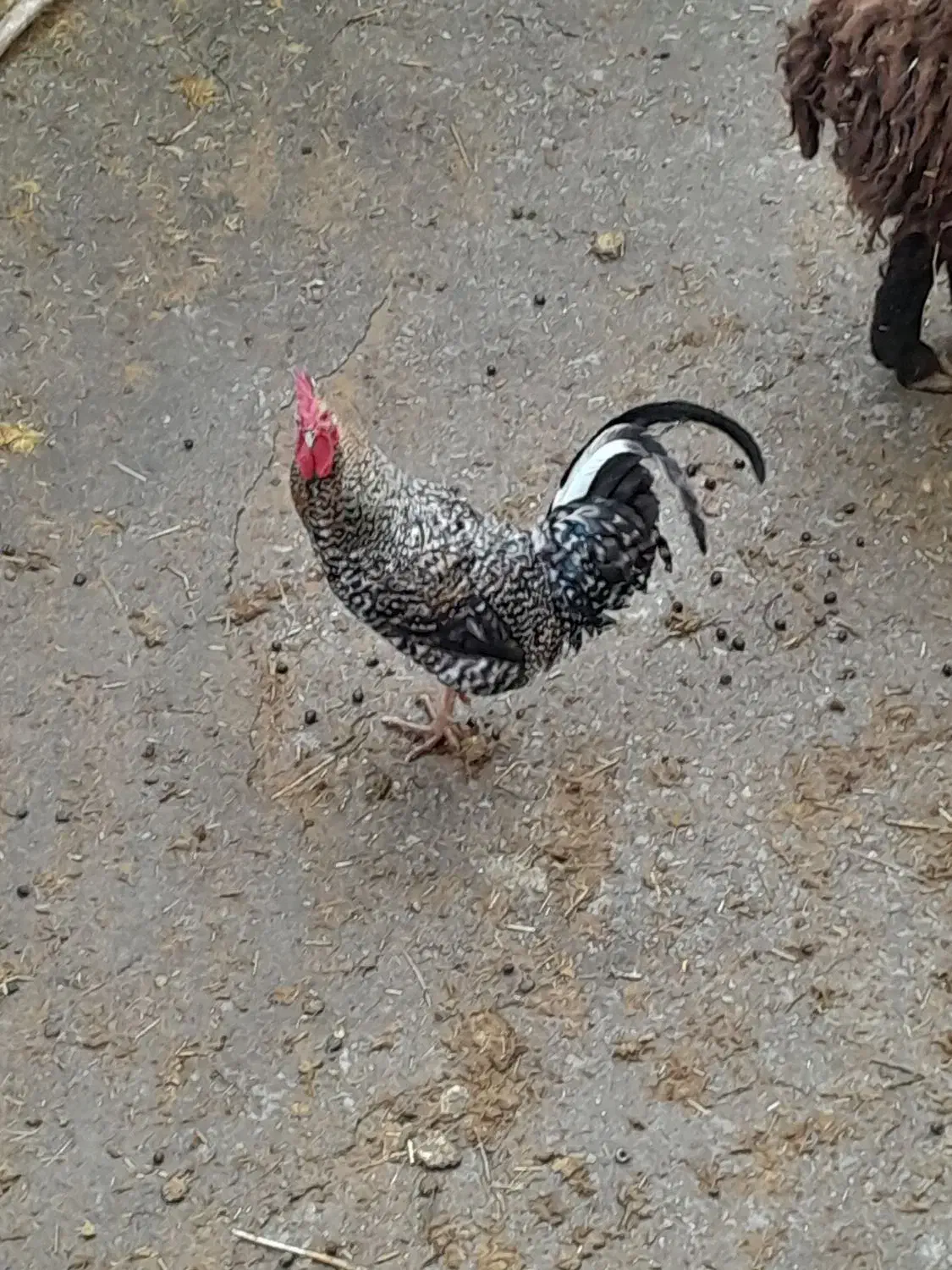 خروس محلی|حیوانات مزرعه|بیرانوند, |دیوار