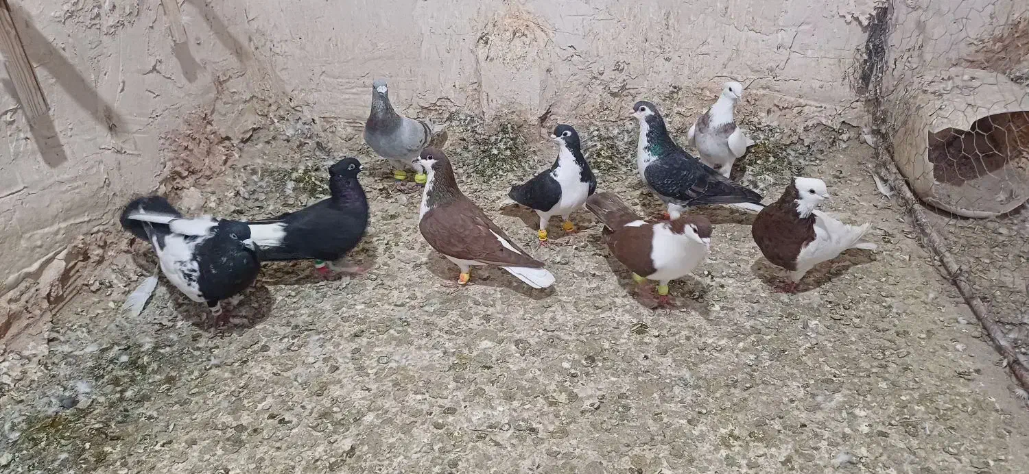 کفتر|پرنده|اسفراین, |دیوار