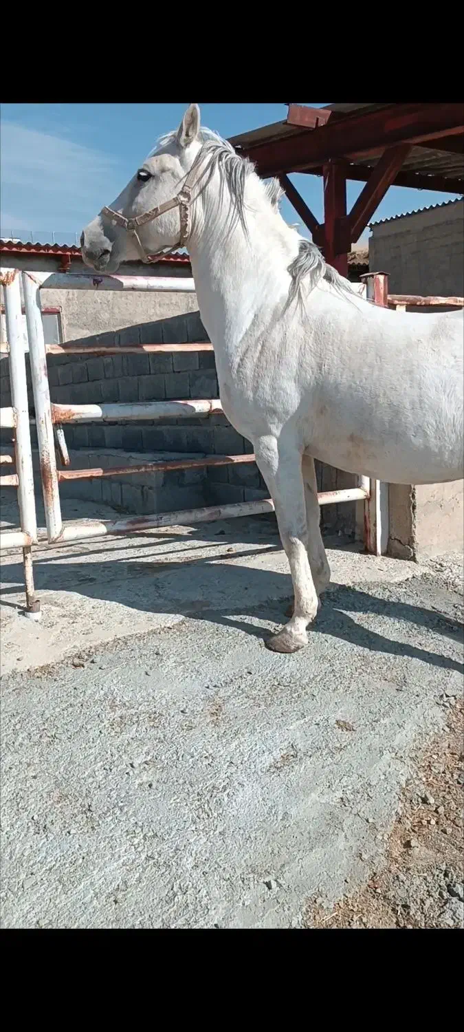 فروش اسب ماده کورد|اسب و تجهیزات اسبسواری|کامیاران, |دیوار