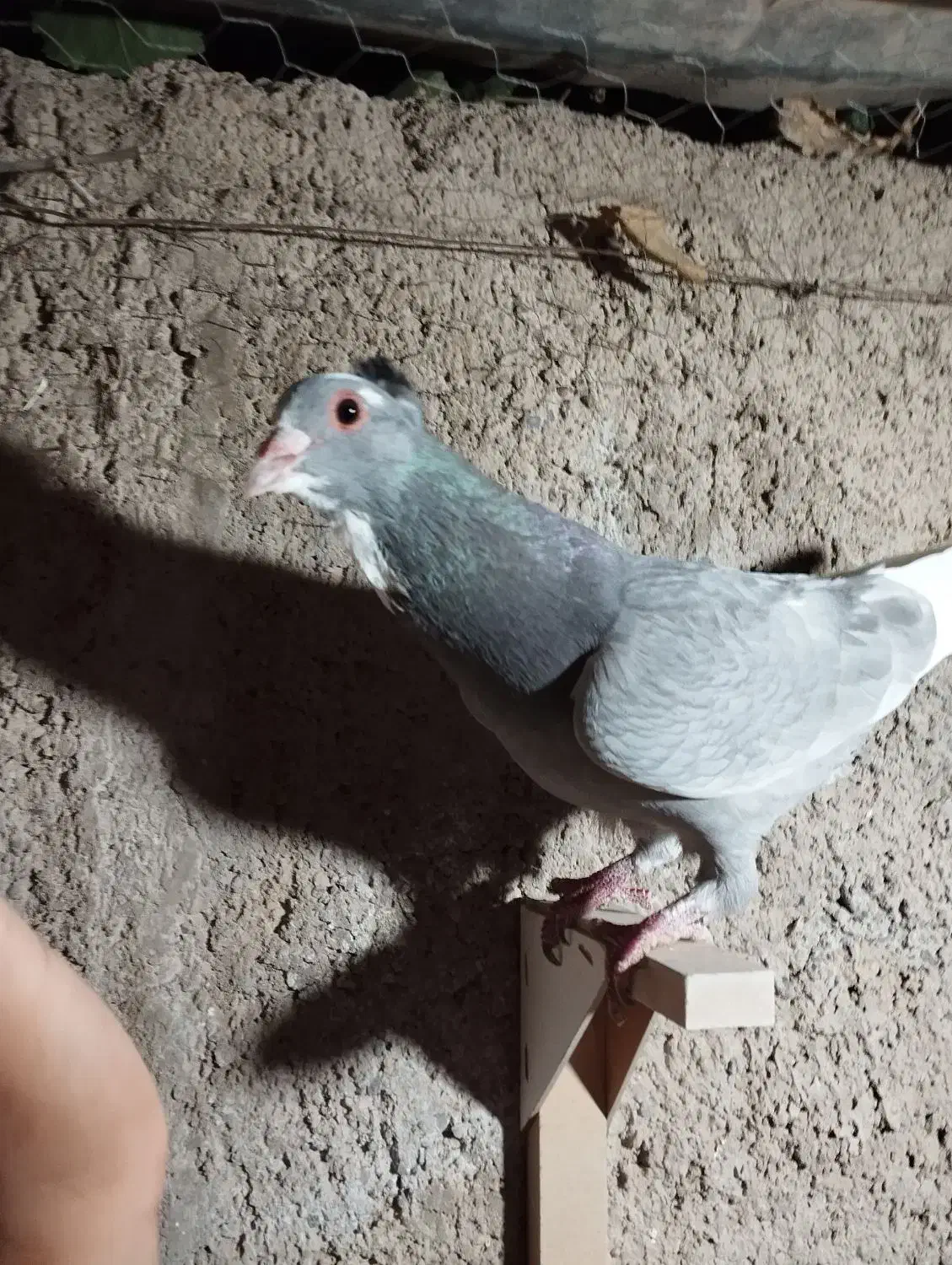 نقره ای پلنگ|پرنده|زرند, |دیوار