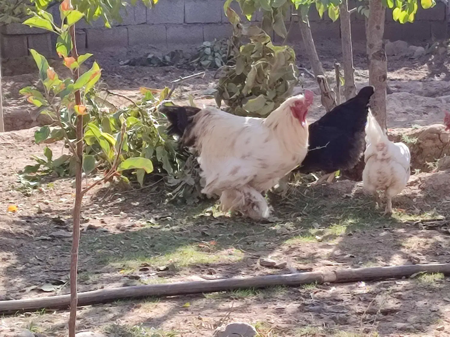 خروس ترکیبی براهما و امپراتور|حیوانات مزرعه|هشتگرد, فشند|دیوار