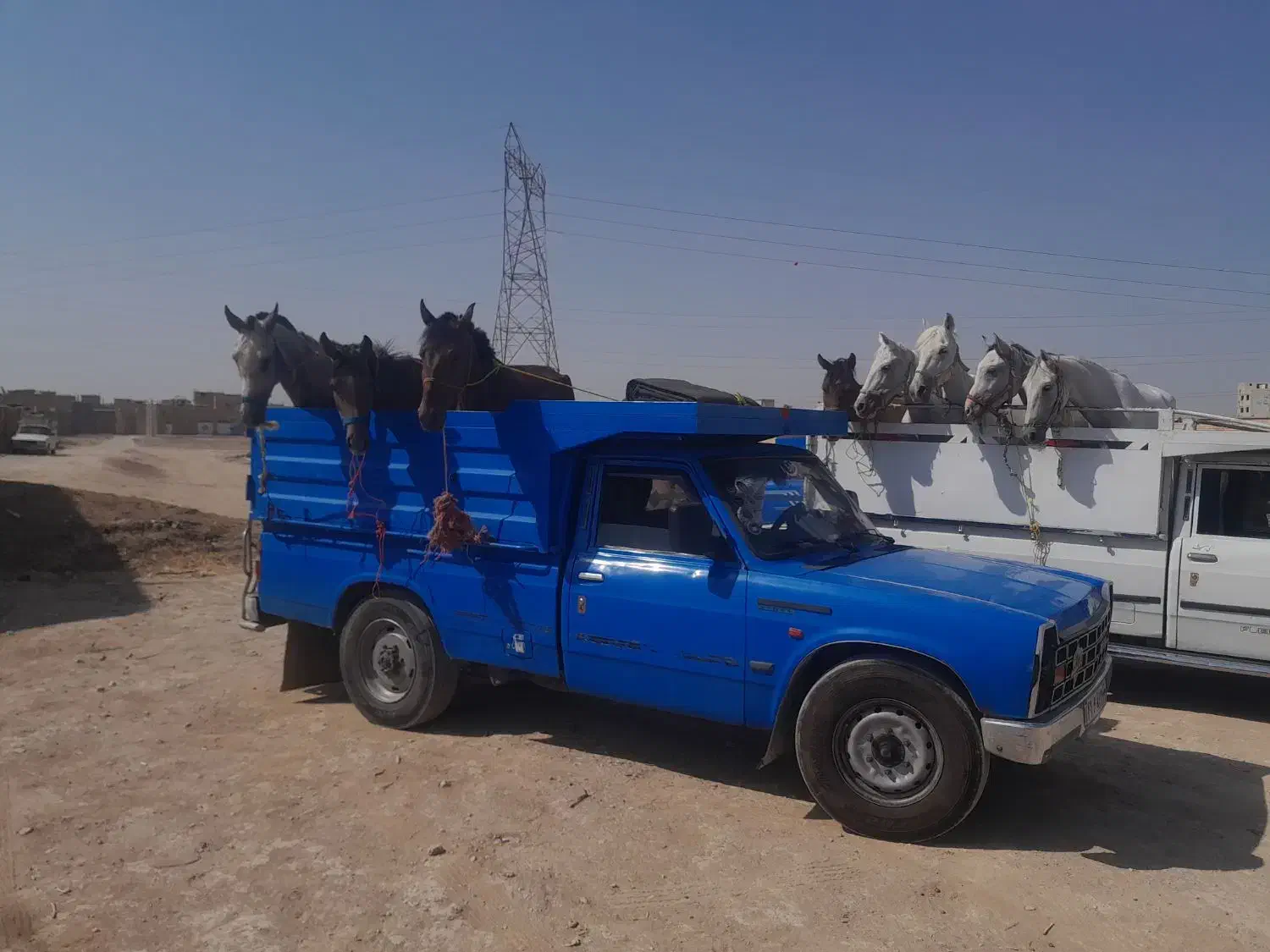 خرید وفروش اسب مادیون  پالونی وجنس دار|اسب و تجهیزات اسبسواری|جونقان, |دیوار