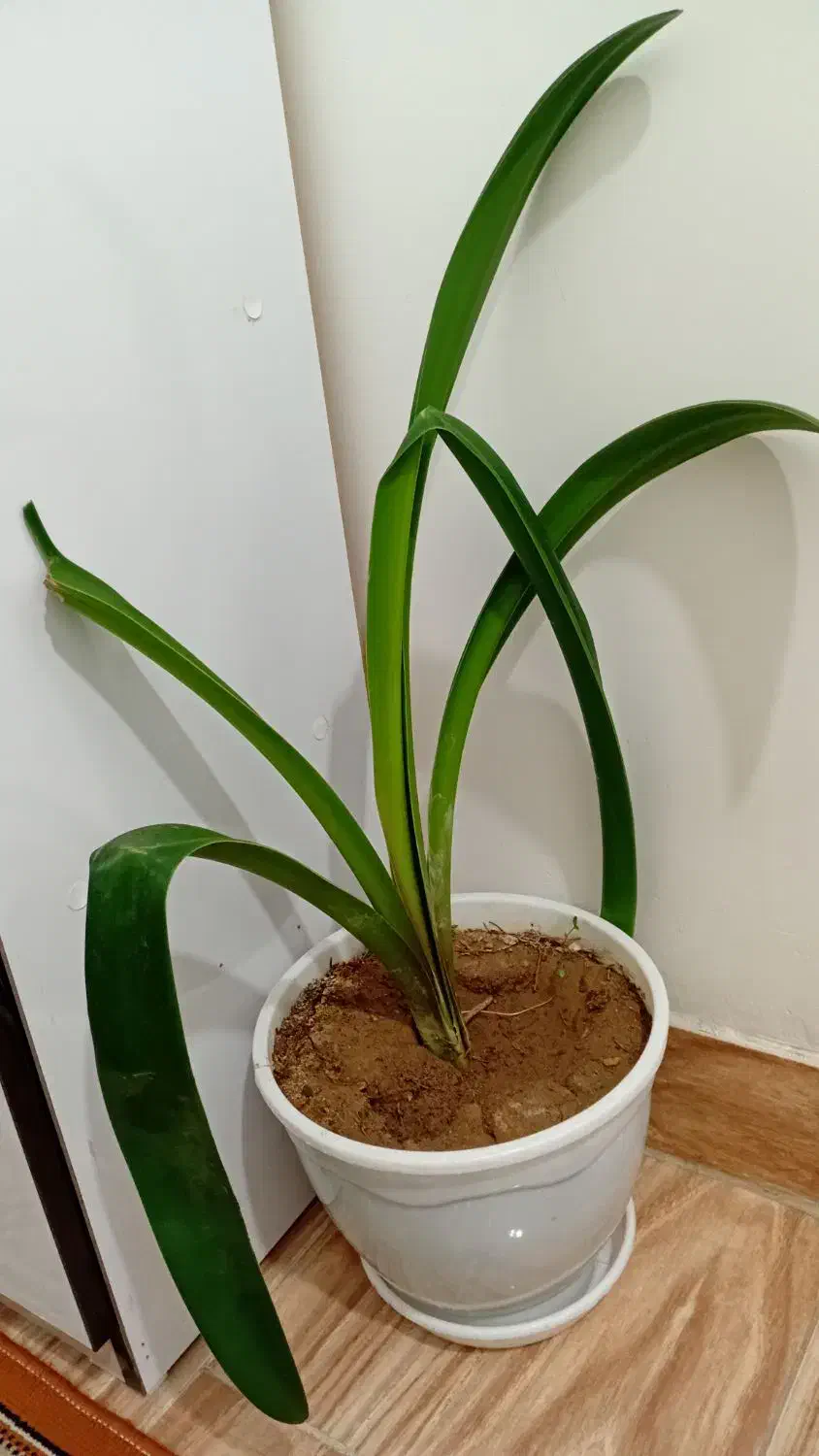 گلهای طبیعی|گل و گیاه طبیعی|ارومیه, |دیوار