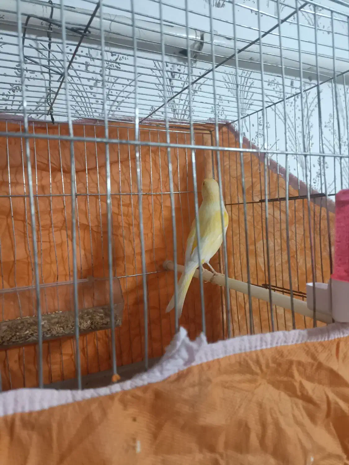 قناری نر جوان|پرنده|مسجد سلیمان, |دیوار