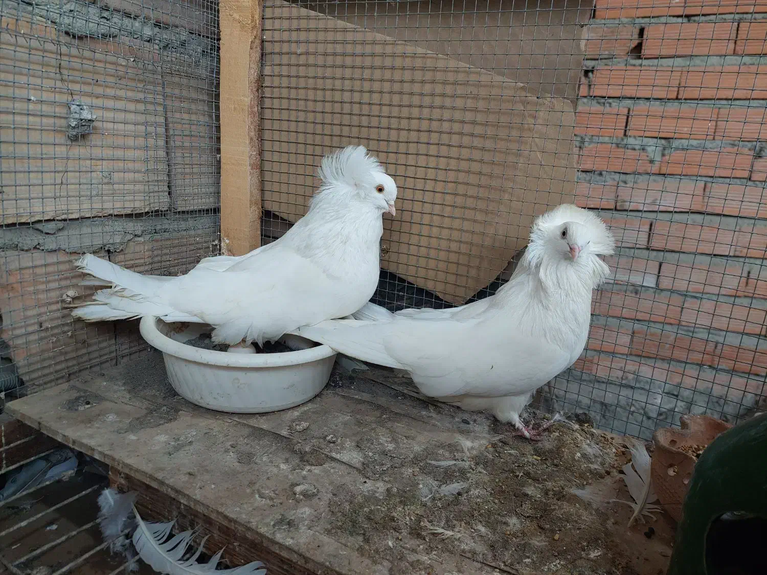 دو جفت کبوتر عروس|پرنده|ارطه, |دیوار