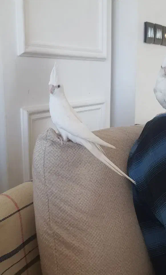 معاوضه آلبینو با لوتینو|پرنده|کرمان, |دیوار