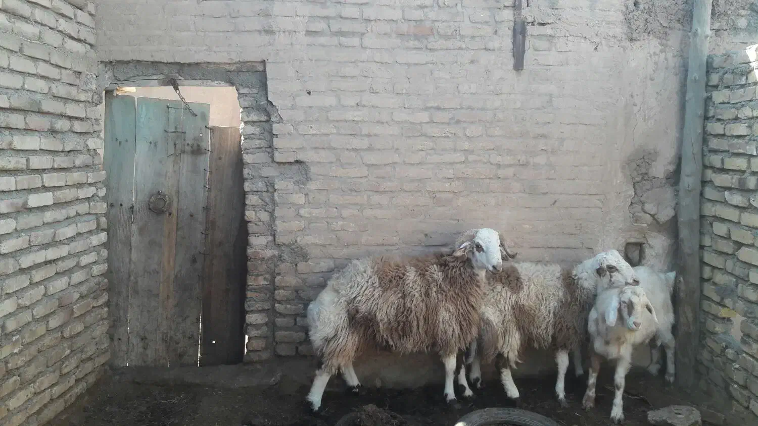 بره نر|حیوانات مزرعه|مشهد, تربیت (صدف)|دیوار