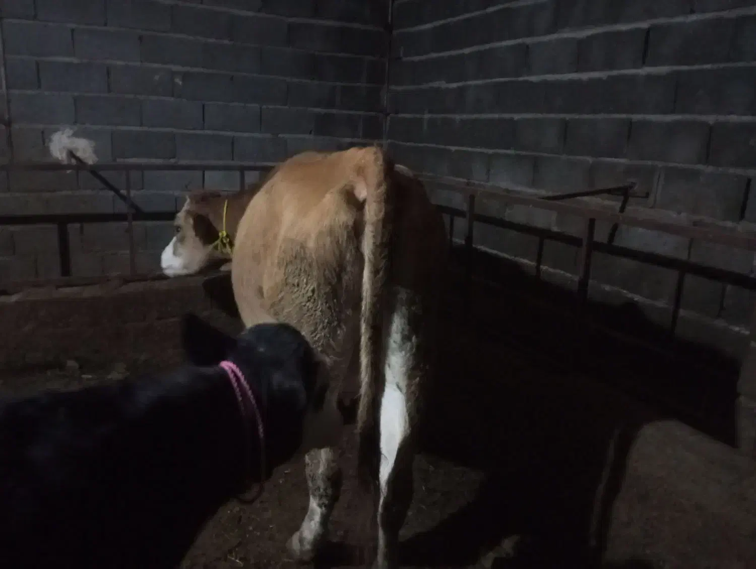 گاوشکم اول|حیوانات مزرعه|کشاورز, |دیوار