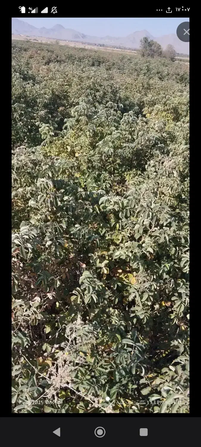 زمین فروشی|فروش دفتر صنعتی، کشاورزی، تجاری|برزک, |دیوار