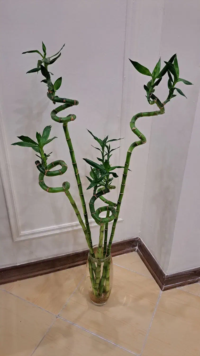 یازده عدد انواع گلهای آپارتمانی|گل و گیاه طبیعی|مشهد, شهرآرا|دیوار