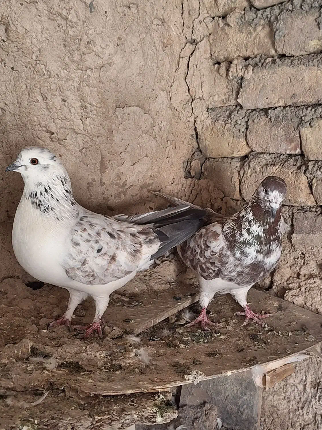 کبوتر تهرانی|پرنده|کوهدشت, |دیوار